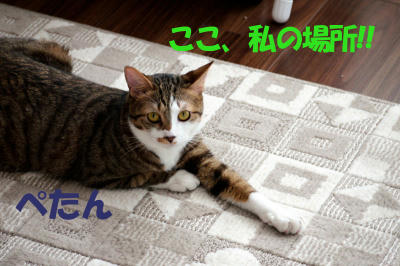 P1050626.jpg