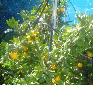 みかん狩り
