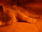 DSC03675.JPG