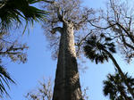 bigtree3.JPG