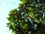 bigtree6.JPG