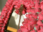 Dragonfly.JPG