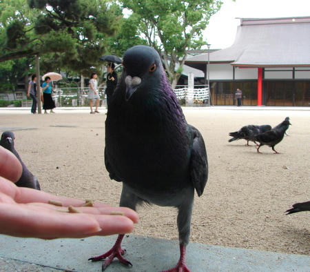 グルッポー