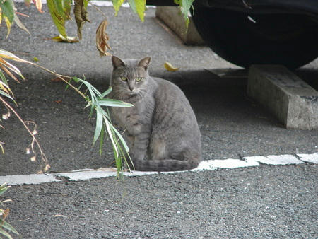 なつきません