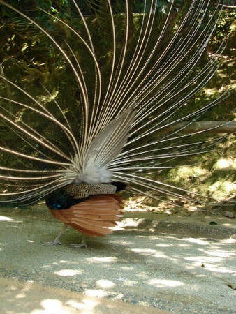 私はクジャク