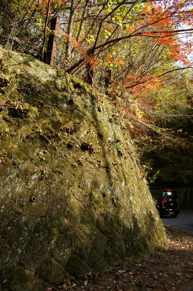 苔ムシた感じが心躍る。