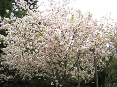 奈良公園の桜