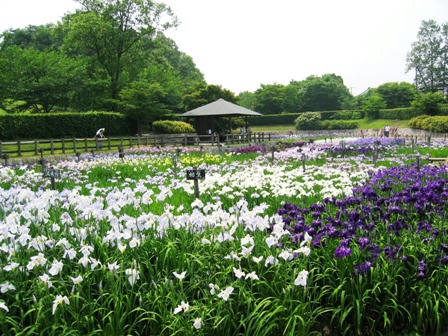 公園内の菖蒲園