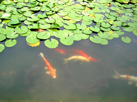 公園の池の鯉