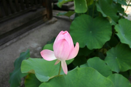 蓮の花のつぼみ