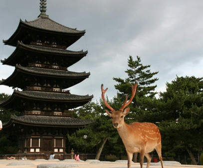 興福寺の五重塔と鹿
