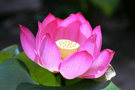 唐招提寺の蓮の花