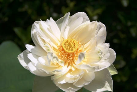 ちょっと変わった蓮の花