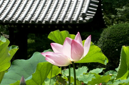 お寺の門と蓮の花