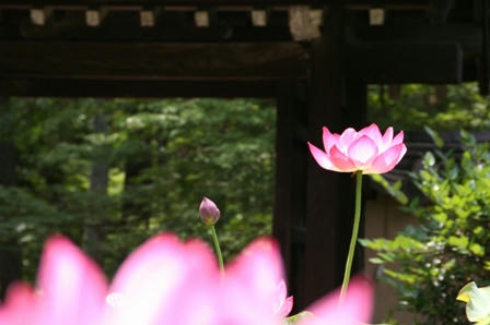 新緑と蓮の花