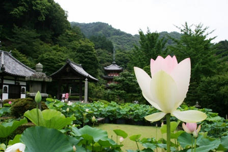 三室戸寺の蓮