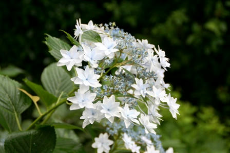 三室戸寺の紫陽花