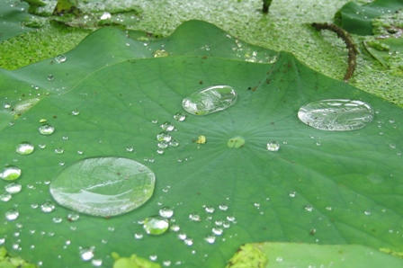 蓮の葉の水玉