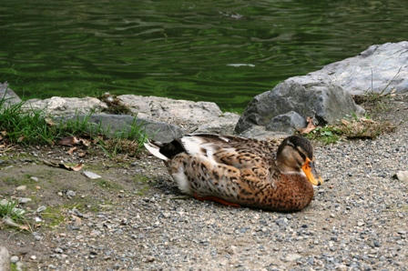 厳島神社の池の鴨