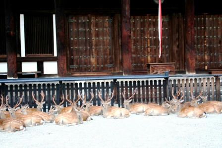 興福寺の東金堂と鹿たち
