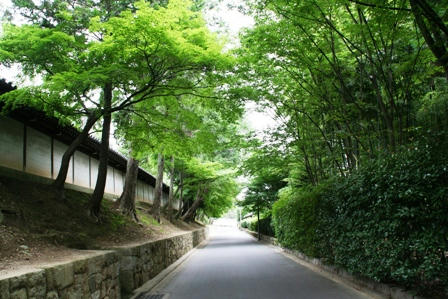 東福寺の前の通り