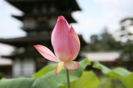 東塔を借景に