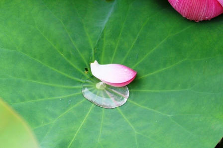 落ちた花びら