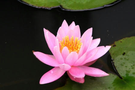 池の睡蓮