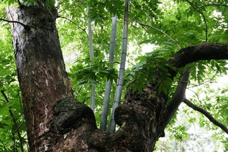 木の間から竹が生えている