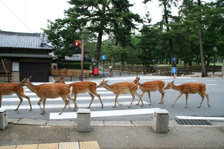 道を横断する鹿の列