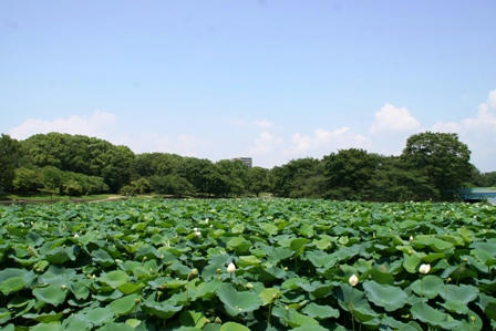 長居植物園の蓮の群生