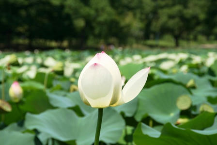 長居植物園の池の蓮