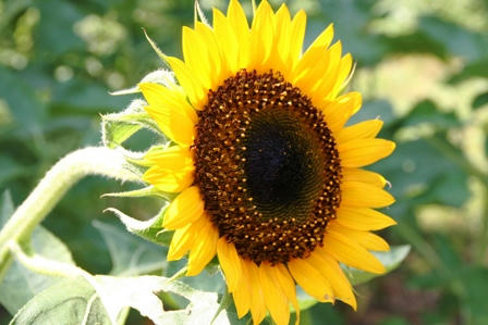 ひまわり「太陽」