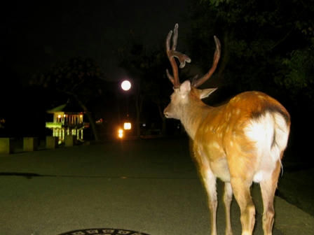 偽満月と鹿