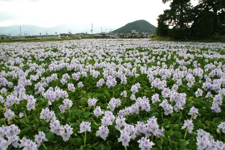 畝傍山を借景に