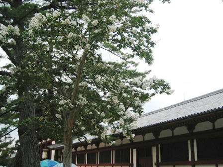 東大寺中門と回廊前