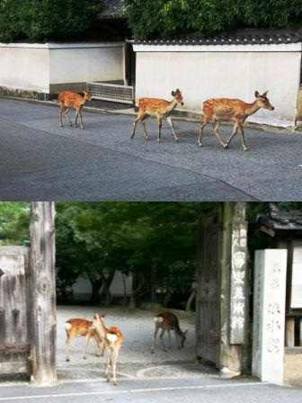 依水園前