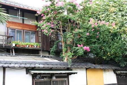 民家の百日紅
