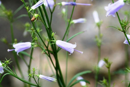 ツリガネニンジン