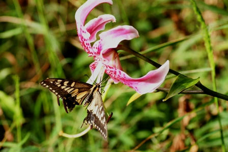 カノコユリにとまる蝶々