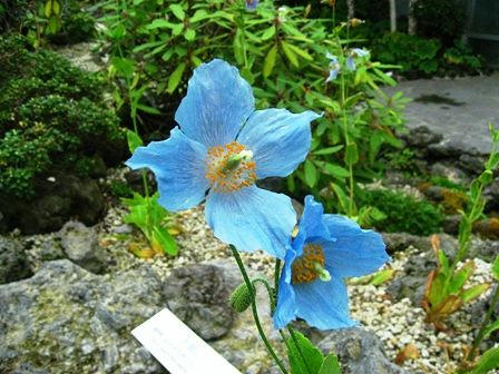 咲くやこの花館 涼しい温室 かたちゃん本舗