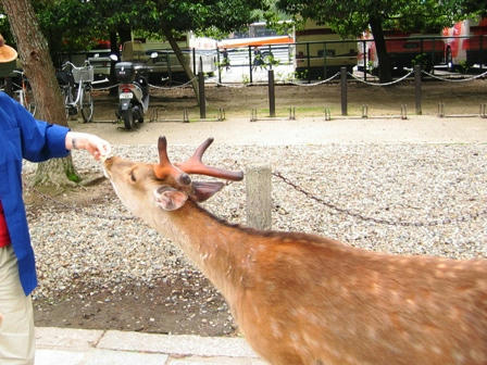 2006.5.14　せんべいを食べる鹿