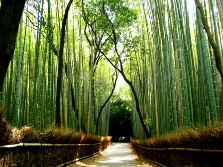 嵯峨野の竹林の道