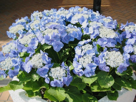 ホテルフジタの前のあじさい