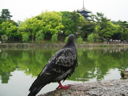 興福寺を見つめるハト