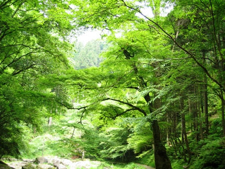 新緑の赤目四十八滝