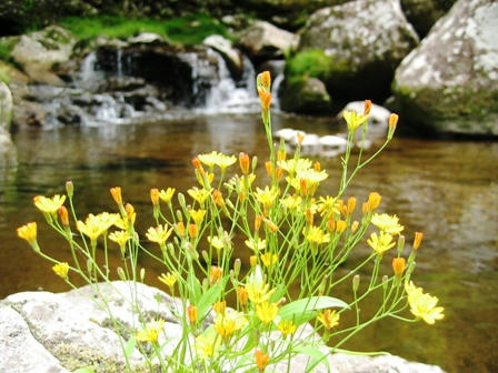 お花と滝