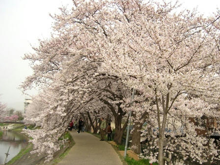 佐保川の桜のトンネル