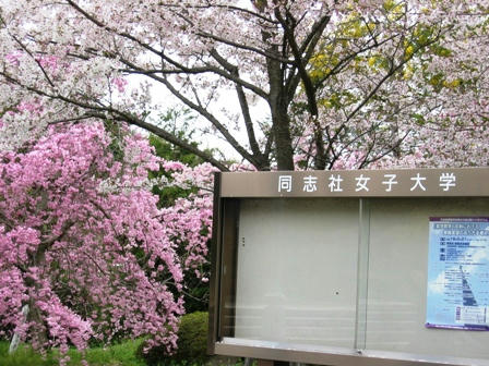 大学の掲示板と桜