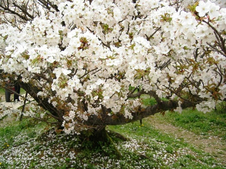 仁和寺の御室桜